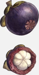 Mangosteen