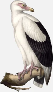 Palm Nut Vulture