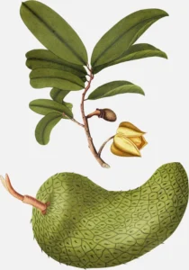 Soursop