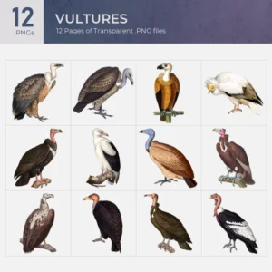 Vultures Collection