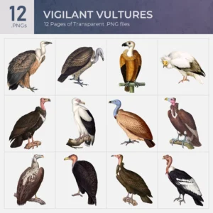 Vigilant Vultures Collection