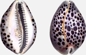 Tiger Cowrie Shell