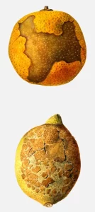 Orange & Lemon Fruit Decay