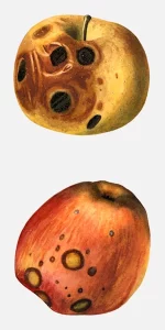 Grimes and Spitzenberg Apples Fruit Decay