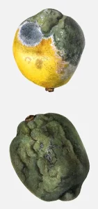 Lisbon Lemon Fruit Decay