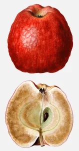 Ben Davis Apple Fruit Decay