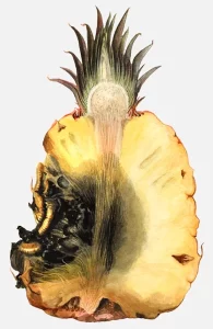 Ananas Comosus Pineapple Fruit Decay