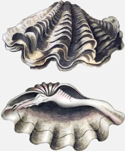 Giant Clam Shell