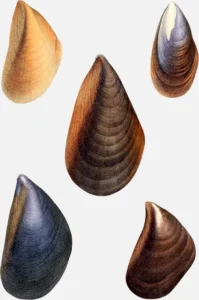 Blue Mussel Shell