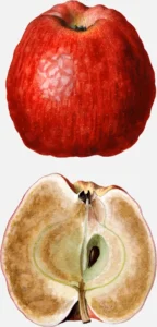 Ben Davis Apple Decay