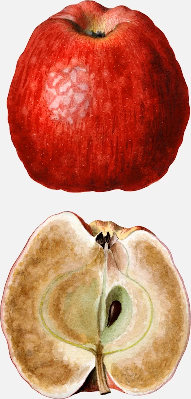 Ben Davis Apple Fruit Decay