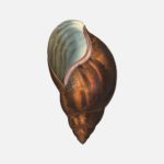 The Giant African Snail Shell