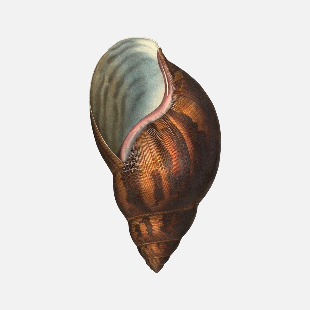 The Giant African Snail Shell