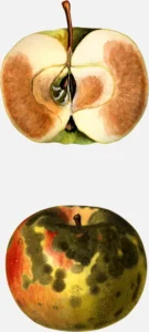 Paragon Apple Fruit Decay