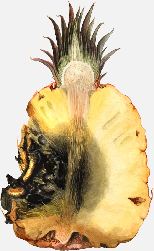 Pineapple Decay