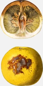 Pomelo Decay