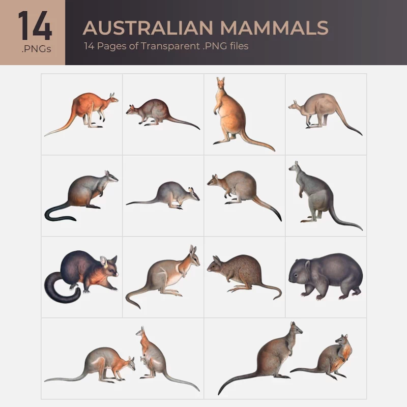 Australian Mammals Collection