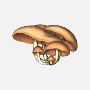 Psathyrella Piluliformis Mushroom