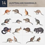 Australian Mammals Collection