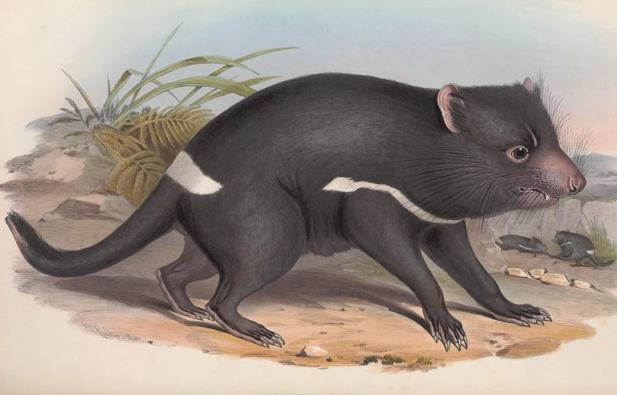 Australian Mammals