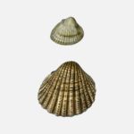 The Common Cockle, and the Rough Cockle Shells