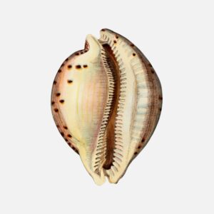 Cypraea Princeps Shell