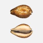 The Umbilicate Cowry Shell