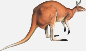 Red Kangaroo