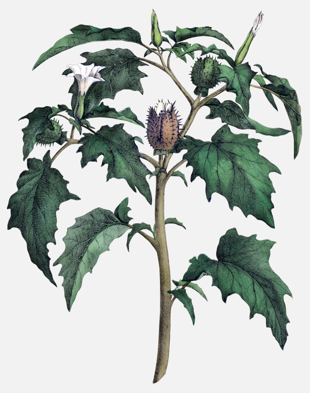an image of jimsonweed datura stramonium poisonous nightshades