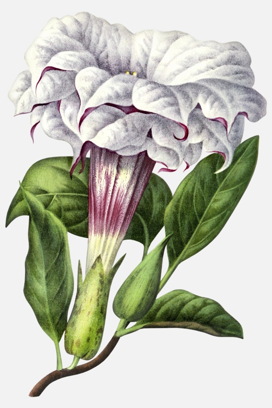 an image of indian thornapple datura metel poisonous nightshades
