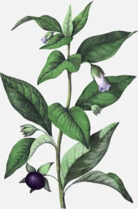 Belladonna