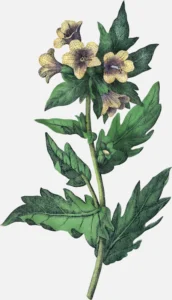 Henbane