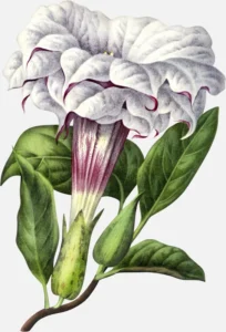 Indian Thornapple