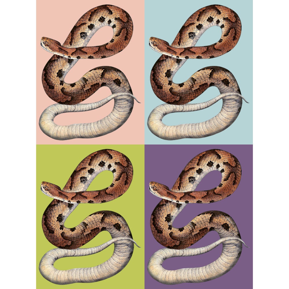 セールの時期に安く購入 tanakadaisuke Three headed snake compact