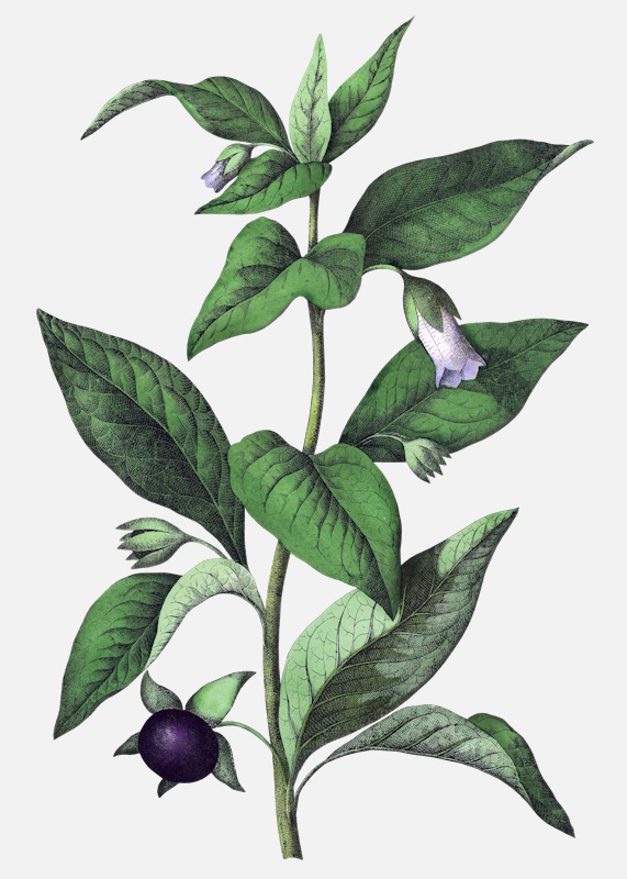 an image of belladonna atropa belladonna poisonous nightshades