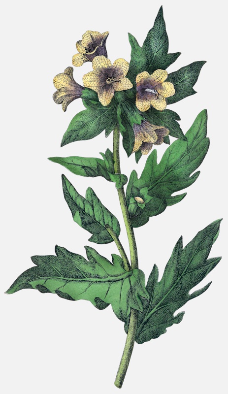 an image of henbane hyoscyamus niger poisonous nightshades