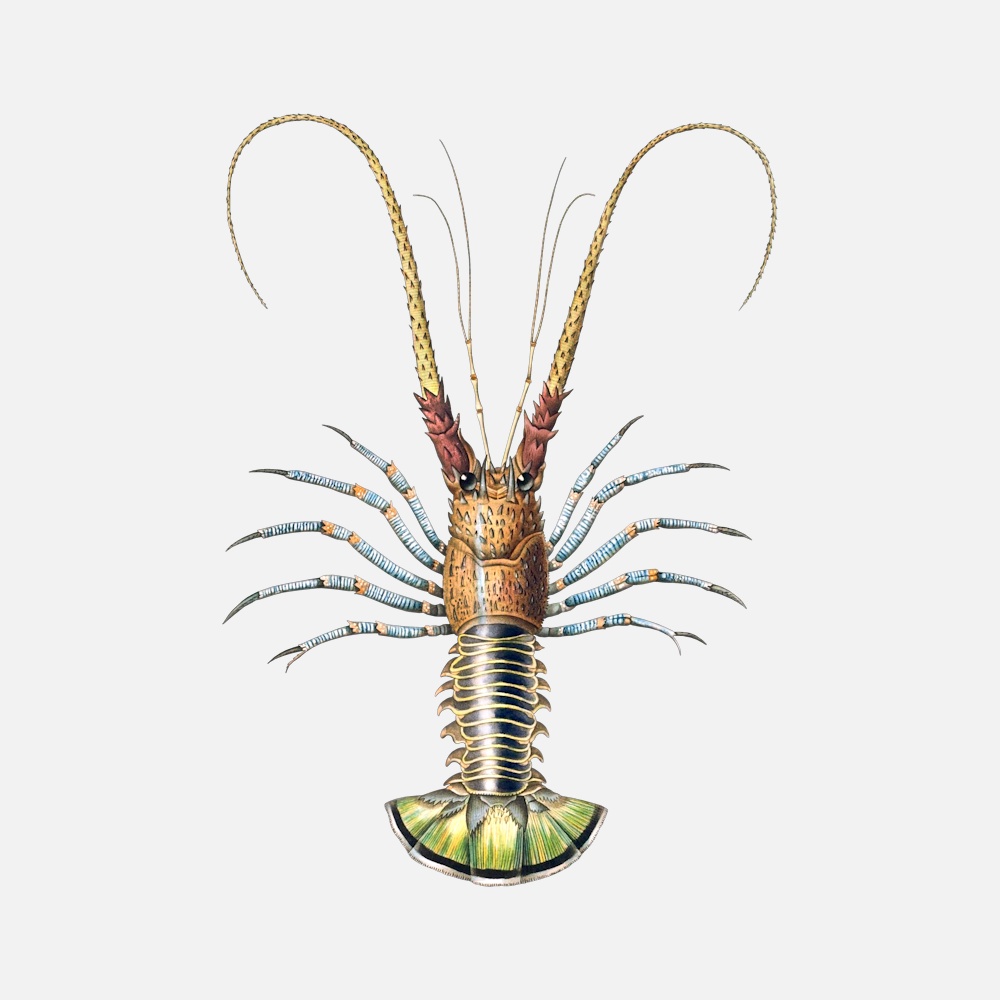 Spiny Lobster