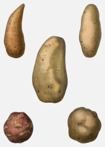 Tubers