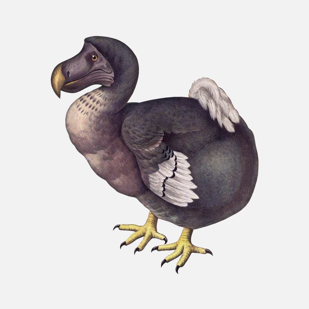 Tile Extinct Animals Dodo Pavone