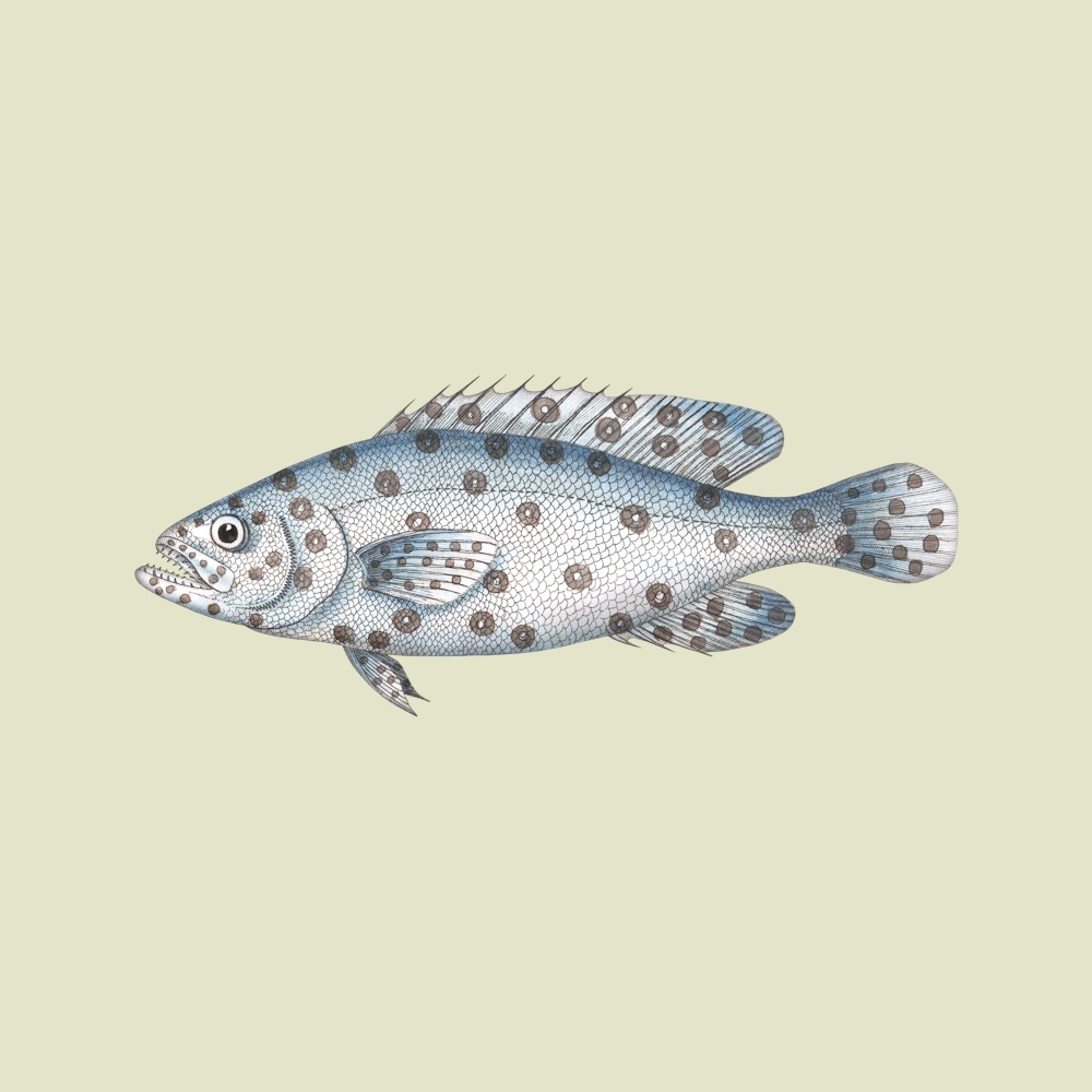 Grouper Fish - TofuJoe