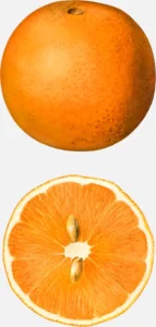 Jaffa Orange