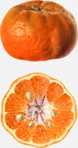 Manurco Tangerine