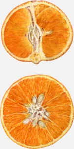 Temple Orange