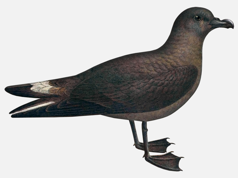 an image of the jamaican petrel pterodroma caribbaea 1907 extinct animals