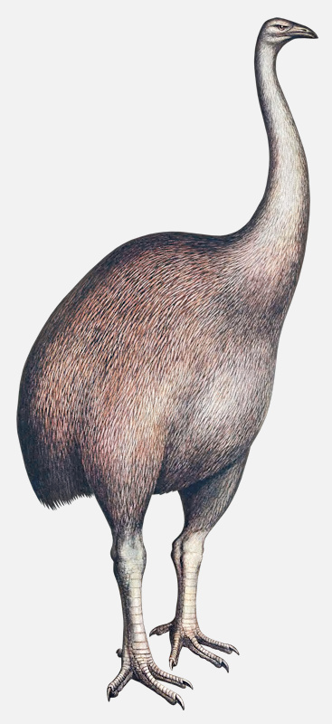 an image of the north island giant moa dinornis novaezealandiae 1907 extinct animals
