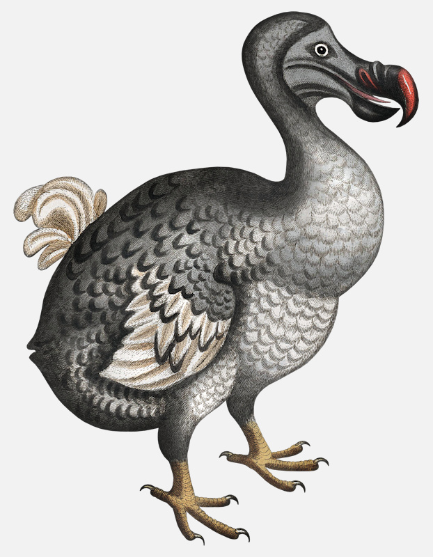 an image of the dodo raphus cucullatus 1772 extinct animals