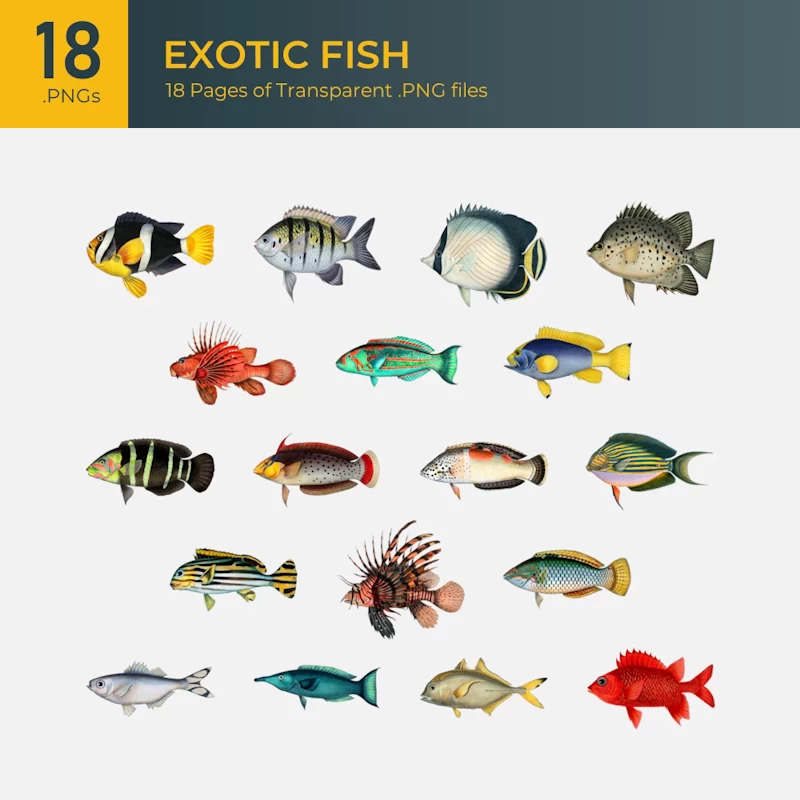 Exotic Fish Collection