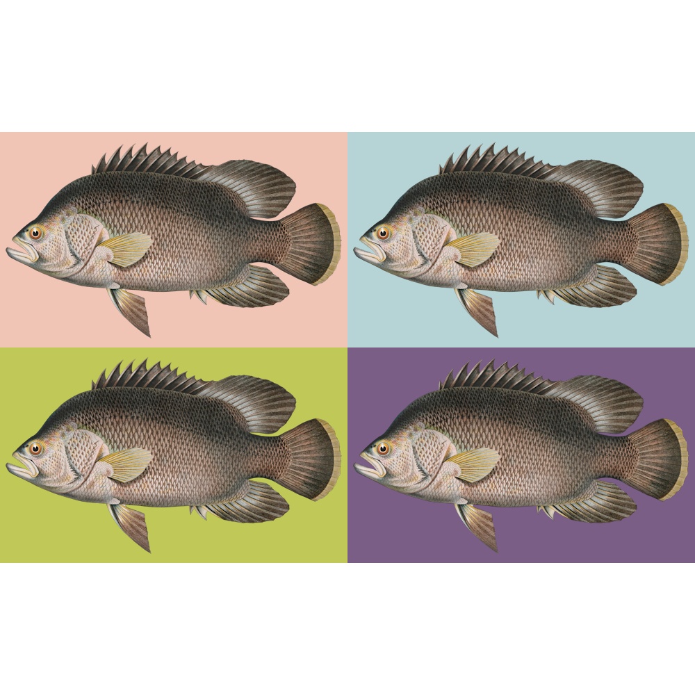 Atlantic Tripletail Fish