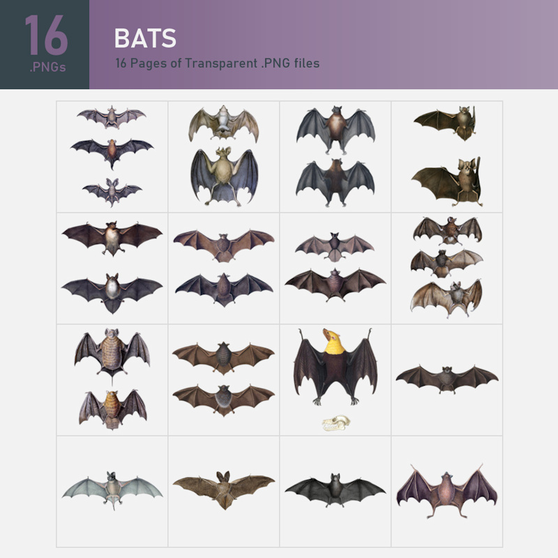 image of bat illustration collection with 16 png files of bats