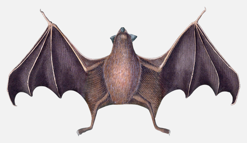 image of a common vampire bat desmodus rotundus 1822 bats
